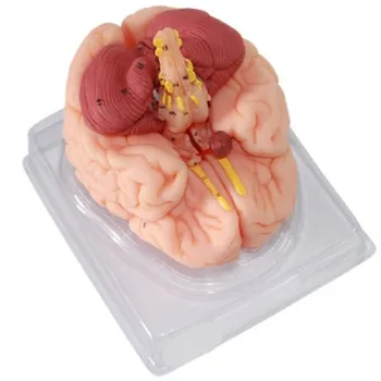 ľudský mozog model 8 dielov Neurológia mozgu Aorty doprava zadarmo